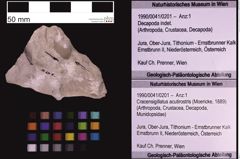 Foto (Objekt + Etiketten) von Cracensigillatus acutirostris (Moericke, 1889) (NHMW-GEO-1990-0041-0201)